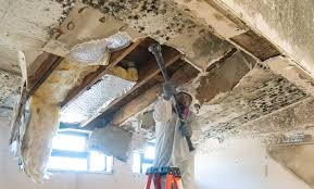 Best Mold Odor Removal Services  in Hauppauge, NY